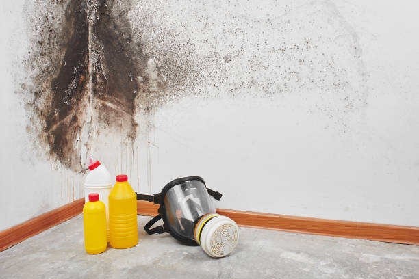 Best Commercial Mold Remediation in Monte Alto, TX