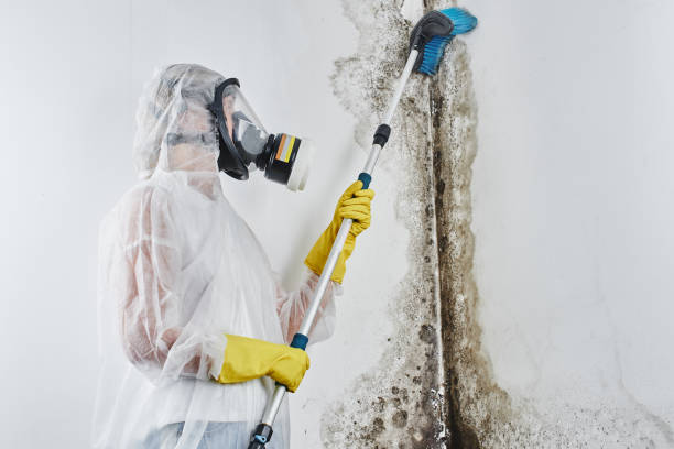 Best Crawl Space Mold Remediation in Monte Alto, TX