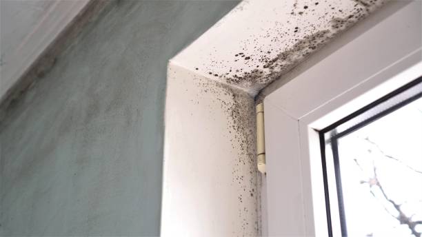 Best Mold Remediation for Specific Building Types in Monte Alto, TX