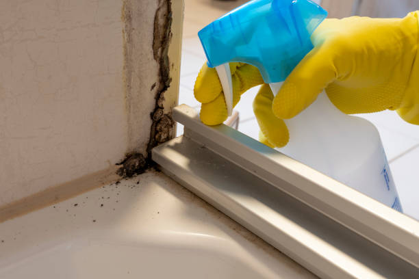 Best Preventive Mold Services in Monte Alto, TX