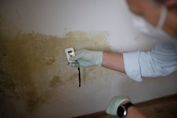 Monte Alto, TX Mold Remediation Company