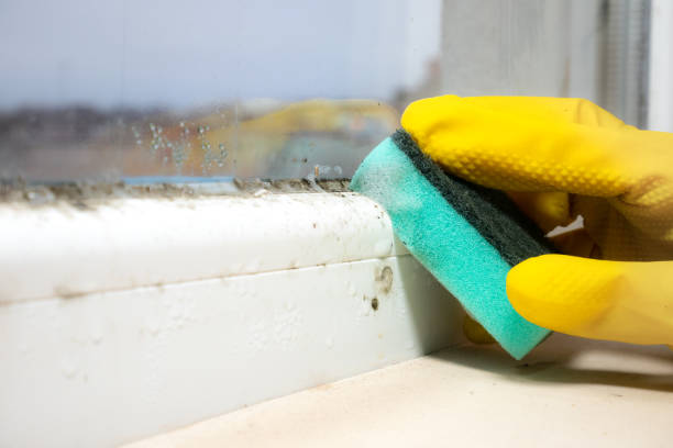 Best White Mold Remediation in Monte Alto, TX