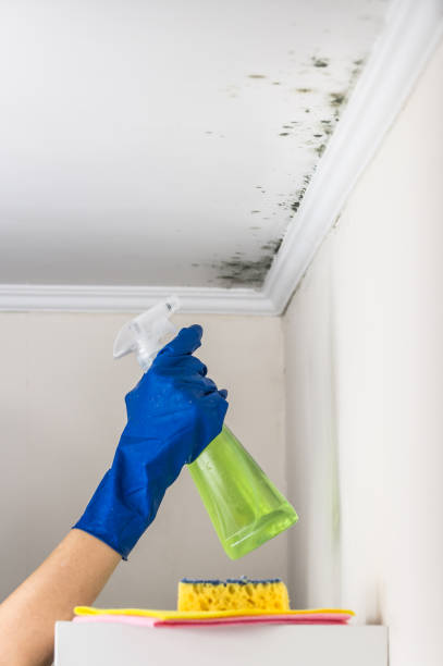 Best Black Mold Remediation in Monte Alto, TX