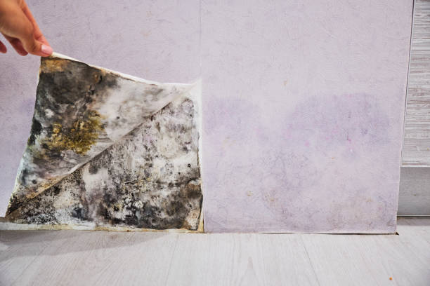 Best Residential Mold Remediation in Monte Alto, TX